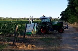 Mejora en la calidad del vino gracias a la luz UV-C en viñedos de Toscana