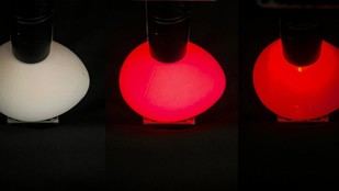 Politecnico de Milano y HatchTech B.V. desarrollan técnica para identificar el sexo de los pollitos antes de la incubación