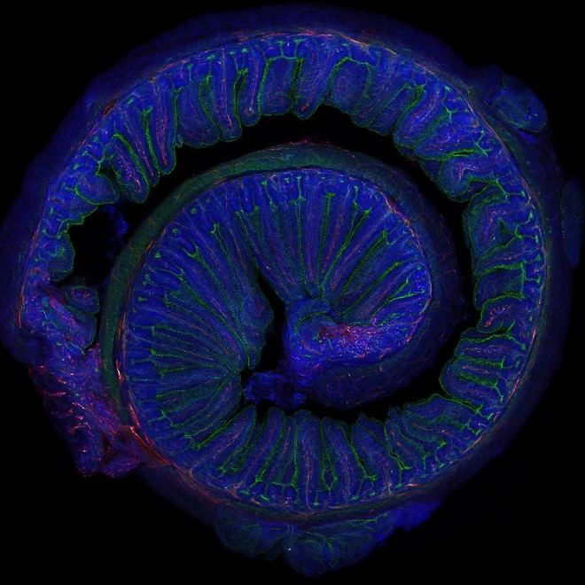 La microbiota influye en los beneficios del ejercicio moderado para la memoria, según el CSIC
