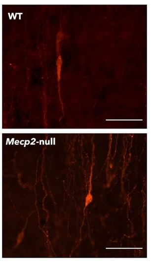 Investigadores de la UJI y la UV revelan cómo la mutación del gen MECP2 afecta el desarrollo puberal en ratones