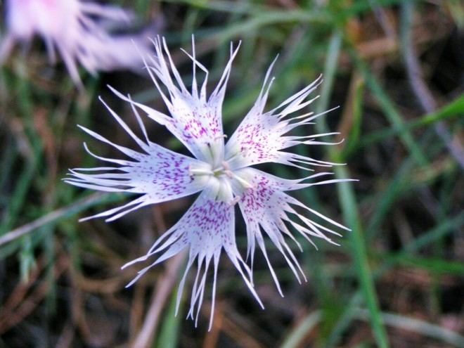 La sequía altera la competencia entre claveles silvestres en ambientes áridos
