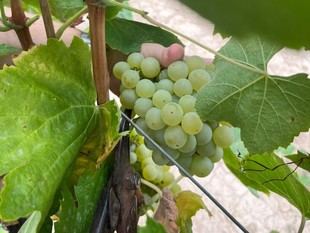 La URV y bodegas catalanas buscan soluciones para la sequía en viñedos