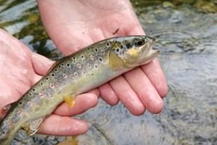 Estudio revela cómo el cambio climático afecta a las truchas en ríos franceses