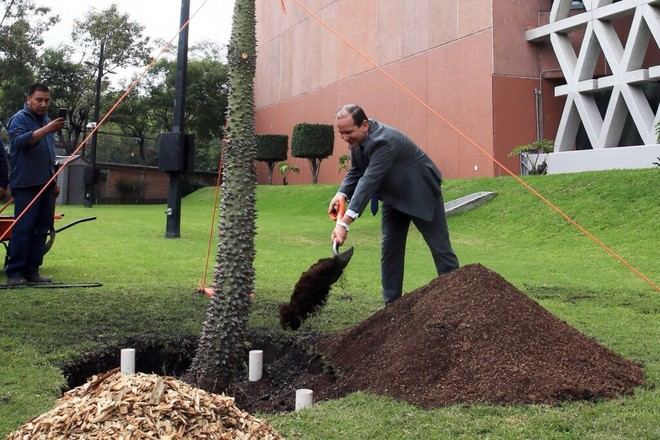 UAM inicia su gestión con la siembra de un árbol sagrado ceiba