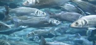 Proyecto de la UCA para una acuicultura sostenible mediante subproductos agroindustriales