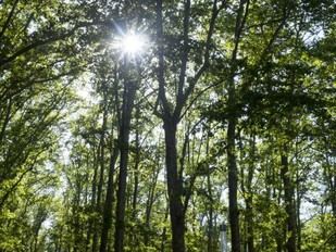 Colaboración entre UdG y Ayuntamiento de Girona por el Día Mundial del Medio Ambiente