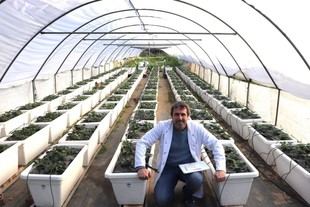 La UHU investiga bioestimulantes de algas marinas para mejorar el cultivo de fresas frente a sequías y patógenos