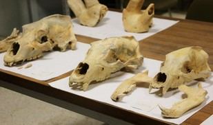 La ULE inicia una campaña para investigar 30.000 años de historia en cuevas de León