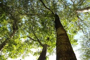 La ULE implementará IA y Big Data para monitorear la biodiversidad en Fresno de la Vega