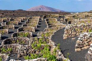 La ULL apoya la inclusión de los sistemas agrícolas de Lanzarote como Patrimonio Agrícola Mundial de la FAO