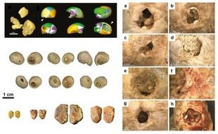 La ULL investiga el taller más antiguo de adornos con conchas en Europa Occidental