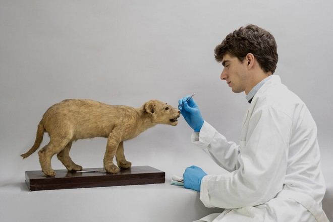 La Universidad de Sevilla digitaliza su colección histórica de Zoología