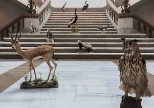 La Universitat de València establece un nuevo reglamento para sus museos y colecciones