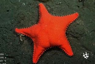 La UNLP participará en una expedición científica al océano profundo argentino