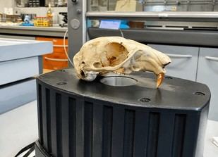 La URV y el Museo de Ciencias Naturales de Barcelona desarrollan un innovador método para clasificar huesos antiguos sin dañarlos