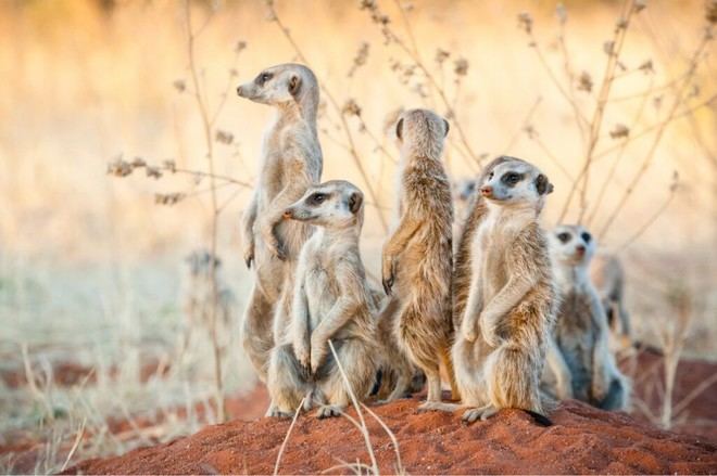 Sevilla será sede del congreso iberoamericano sobre comportamiento animal