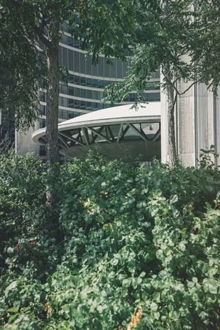 La vegetación urbana puede disminuir muertes por calor en el futuro
