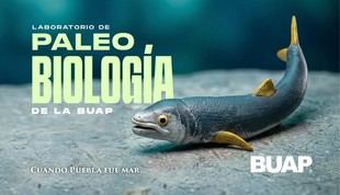 Laboratorio de Paleobiología de la BUAP estudia fósiles para entender el futuro