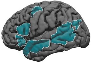Desarrollo del lenguaje en el cerebro desde la infancia hasta la adolescencia