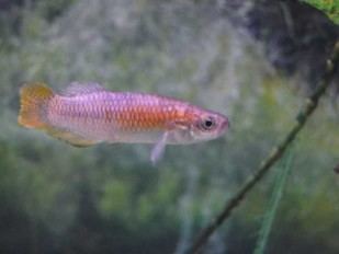 El aprendizaje automático evalúa la conservación de peces de agua dulce