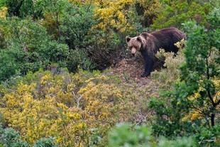 Investigadores de la UPM revelan cómo el calor limita los movimientos del oso pardo cantábrico