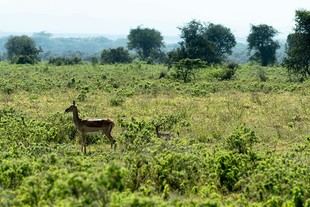 Las comunidades ecológicas grandes se estabilizan eliminando especies competidoras