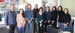 Las dietas altas en grasa alteran la expresión genética según el sexo en tejidos metabólicos