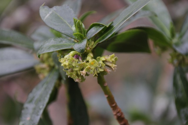 Las flores verdes se benefician del color amarillo para atraer polinizadores