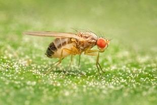 Descubrimiento de anomalías en moscas revela riesgos de contaminantes químicos