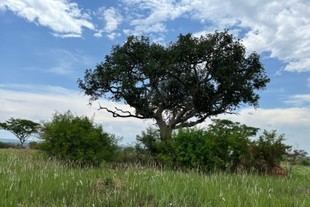 Las plantas ayudan a su convivencia y fomentan la biodiversidad