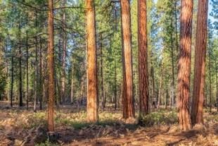 Las plantaciones de pinos no logran restaurar las hormigas de bosques maduros