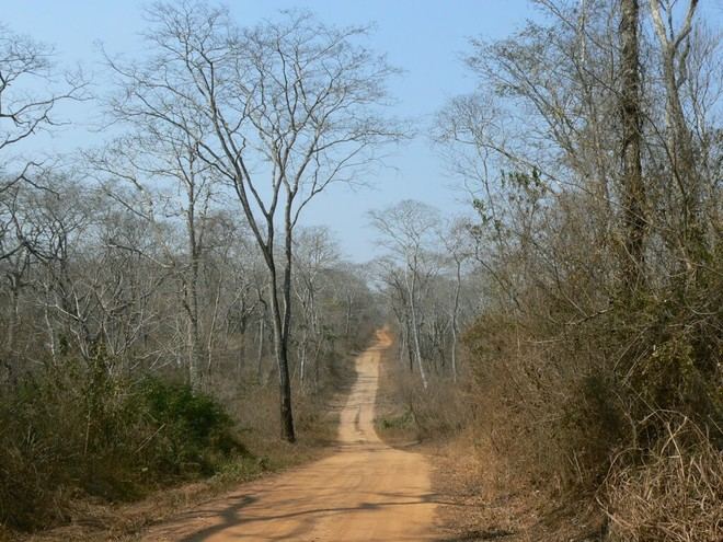 Las sequías impactan levemente el crecimiento de árboles tropicales en el último siglo