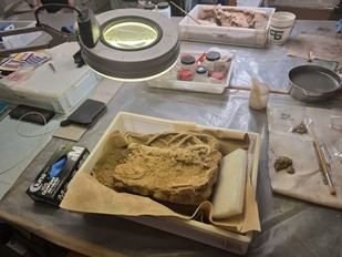 La UJI y el MAMBU lanzan una masterclass en arqueología funeraria en Borriana