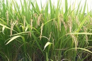La edición genómica mejora el rendimiento del arroz