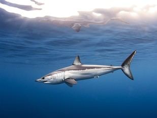 Los tiburones son vitales para los océanos y no representan una amenaza para el ser humano