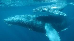 ¿Pueden las ballenas apreciar la música? La Sorbonne investiga su sensibilidad musical