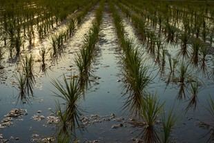 Congreso internacional sobre agua y alimentación en la UdL