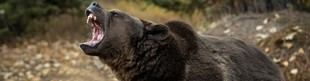 Sapienza revela el secreto evolutivo de los mamíferos carnívoros a través de un diente especializado