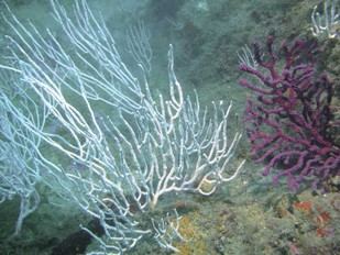 Microplásticos afectan el metabolismo de gorgonas en el Mediterráneo