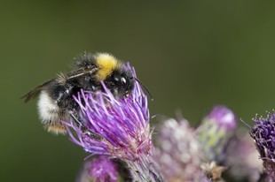 Lanzan LIFE PolliNetwork para proteger a los polinizadores en Italia