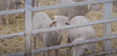 Desarrollan herramienta para prevenir enfermedades en cebaderos de corderos