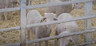 Desarrollan herramienta para prevenir enfermedades en cebaderos de corderos