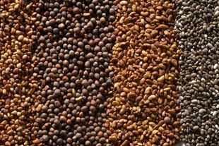 Loïc Lepiniec: pionero en biología vegetal y desarrollo de semillas