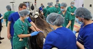 Estudiantes de Veterinaria aprenden de un cirujano equino destacado en la UCAM