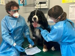 El Hospital Veterinario "Mario Modenato" celebra su décimo aniversario