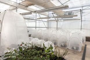 La UJI participa en un proyecto europeo para desarrollar plásticos agrícolas biodegradables