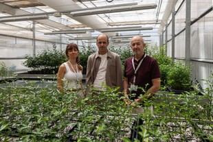 Desarrollo de antifúngico acuoso para cultivos y frutas por UJI y GEA Biotechnology