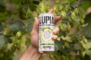La iniciativa ‘Cosecha de Galicia’ de Lupia, impulsa el cultivo del lúpulo en A Coruña, beneficiando a las comunidades locales