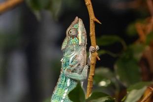 El Museo de Manchester anuncia una importante renovación para la conservación de anfibios