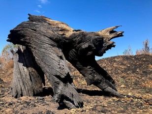 Concurso de fotografía en la Universidad de León recuerda los incendios forestales con más de 120 obras